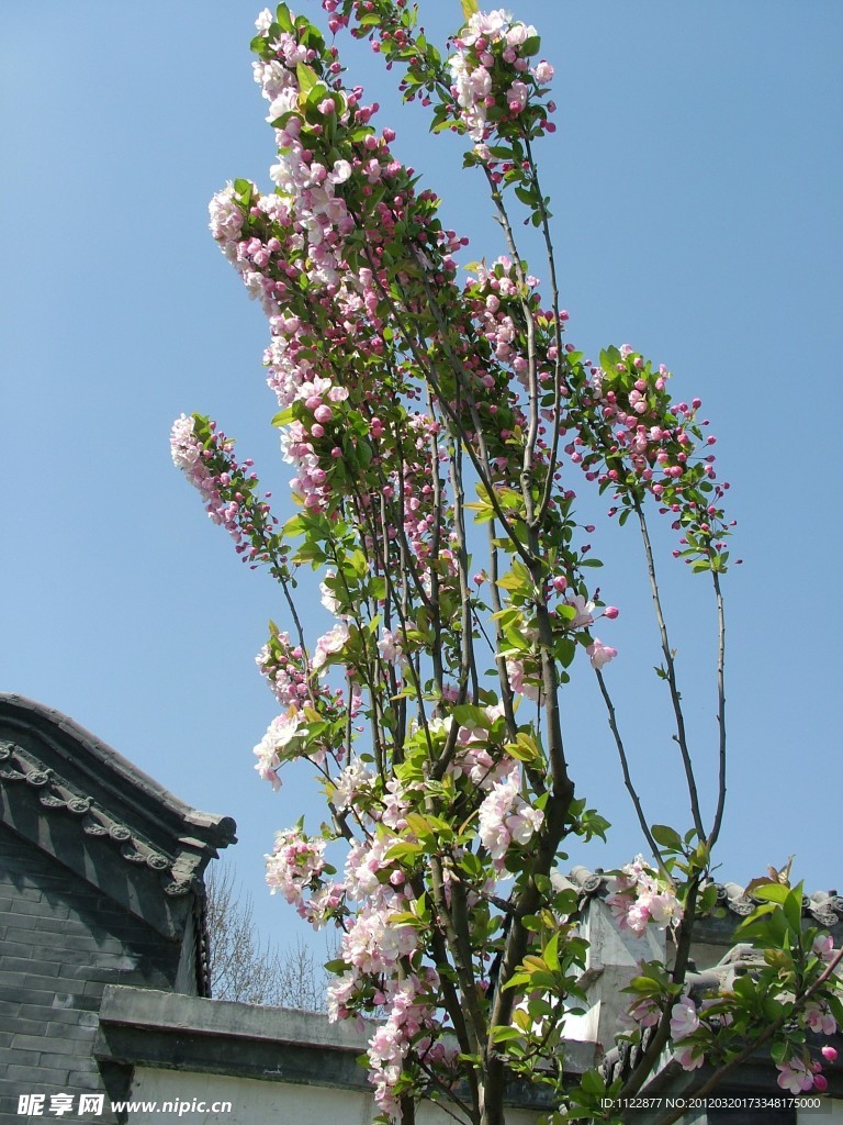 贴梗海棠