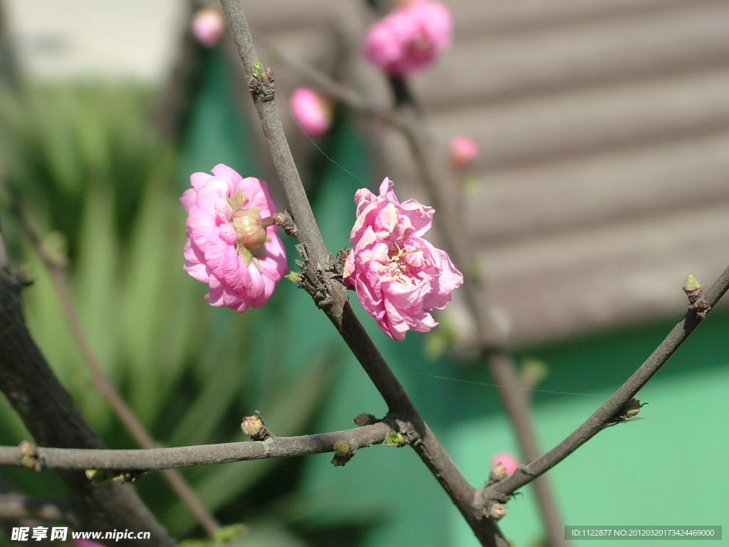 桃花