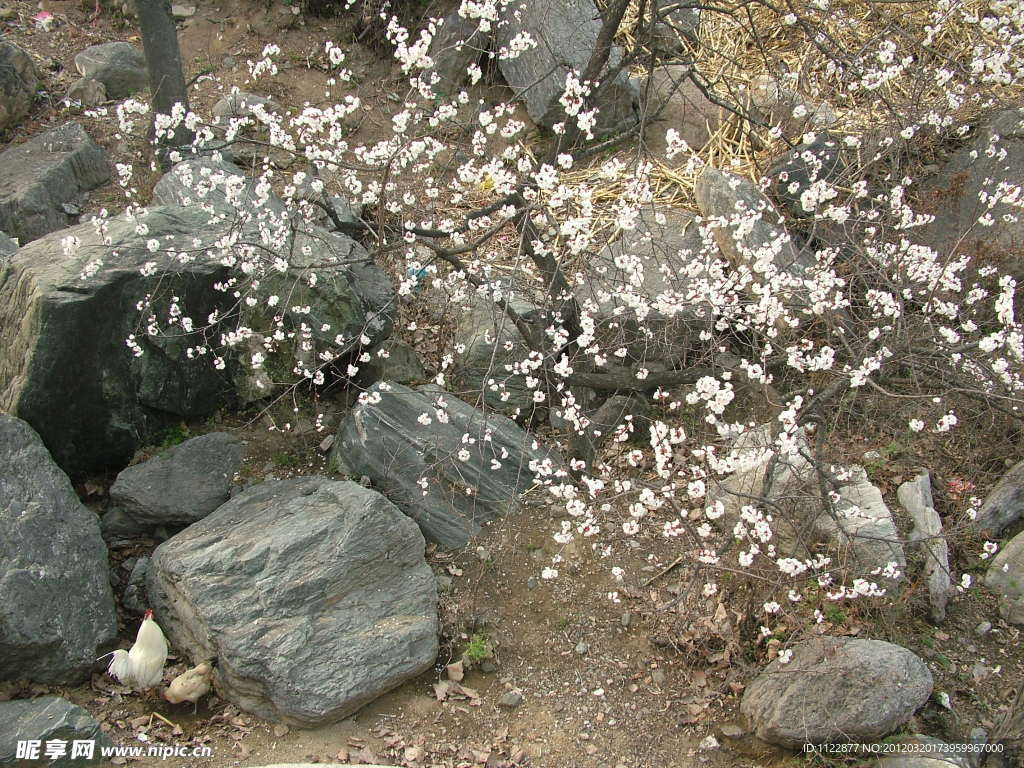桃树