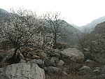 桃花 桃树