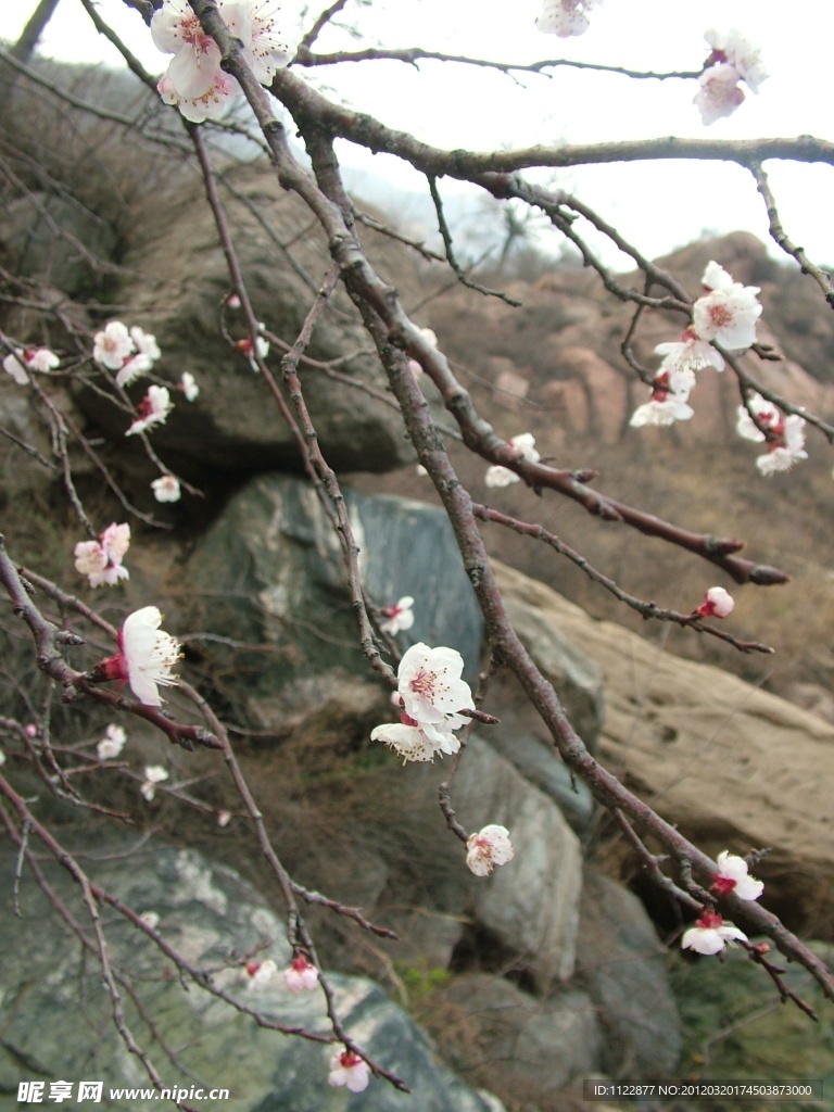 桃树 桃花
