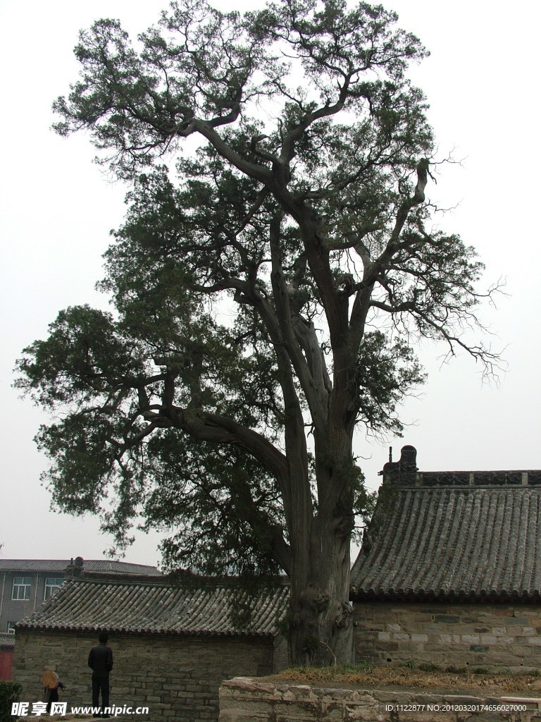 柏树