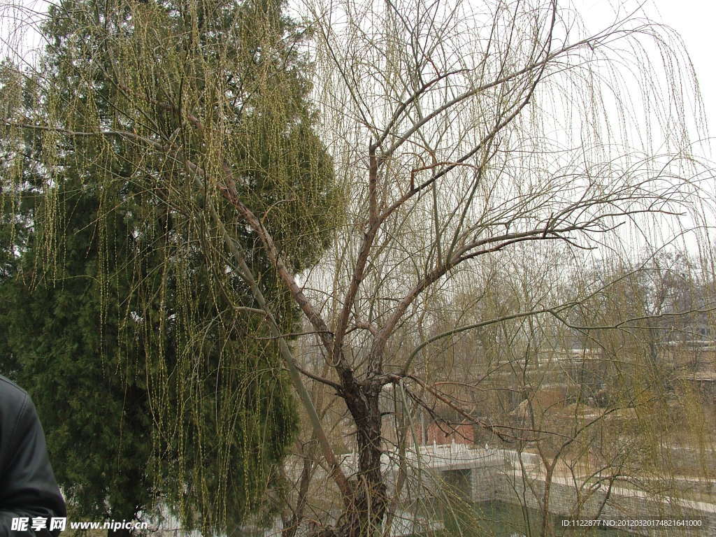 柳树