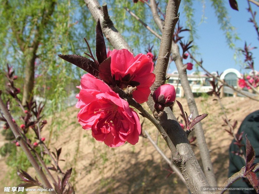 桃花