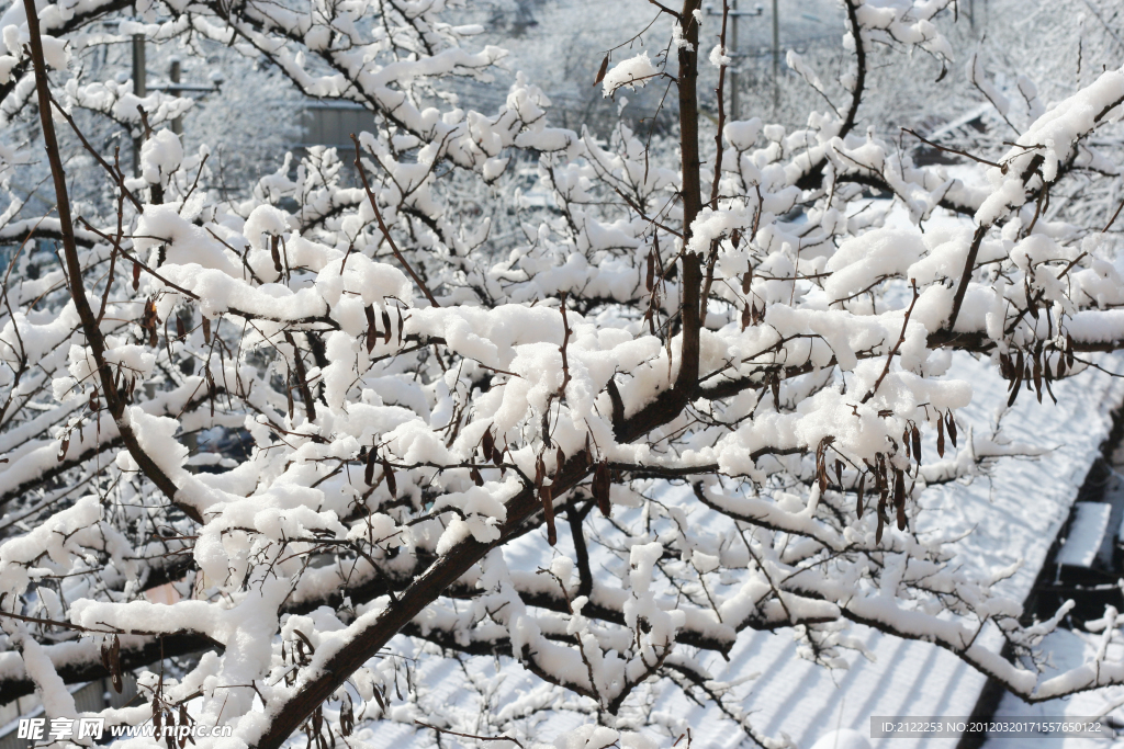 春雪初雪洁白大地
