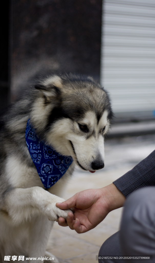 阿拉斯加雪橇犬摄影