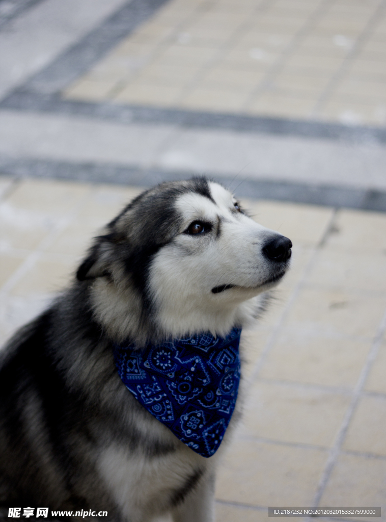 阿拉斯加雪橇犬摄影