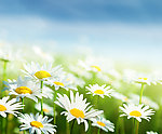 雏菊 花海