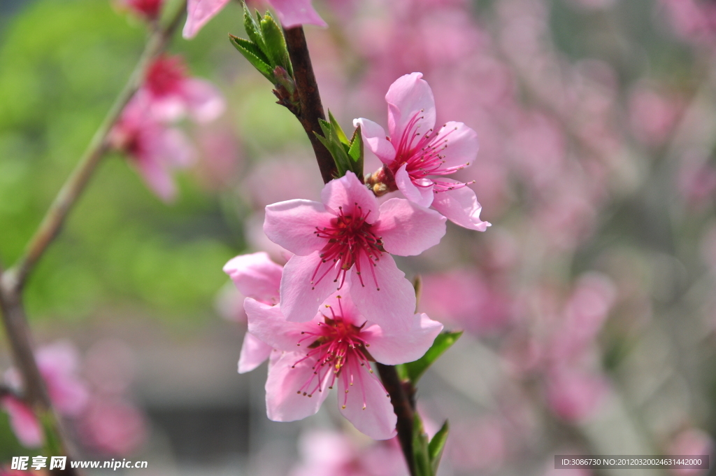 桃花