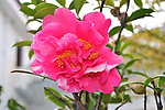茶花