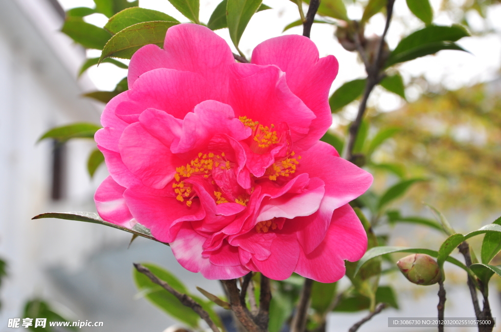 茶花