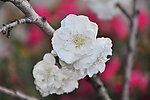 白花