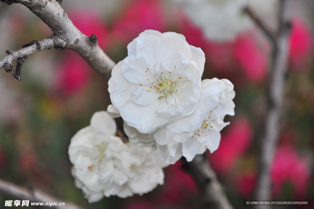 白花