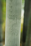 竹子 竹韵