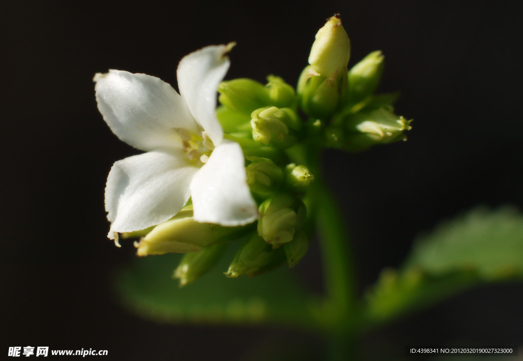 小白花