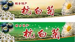 杭白菊