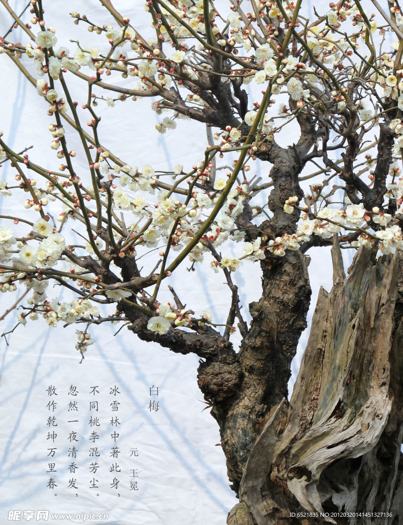 梅花