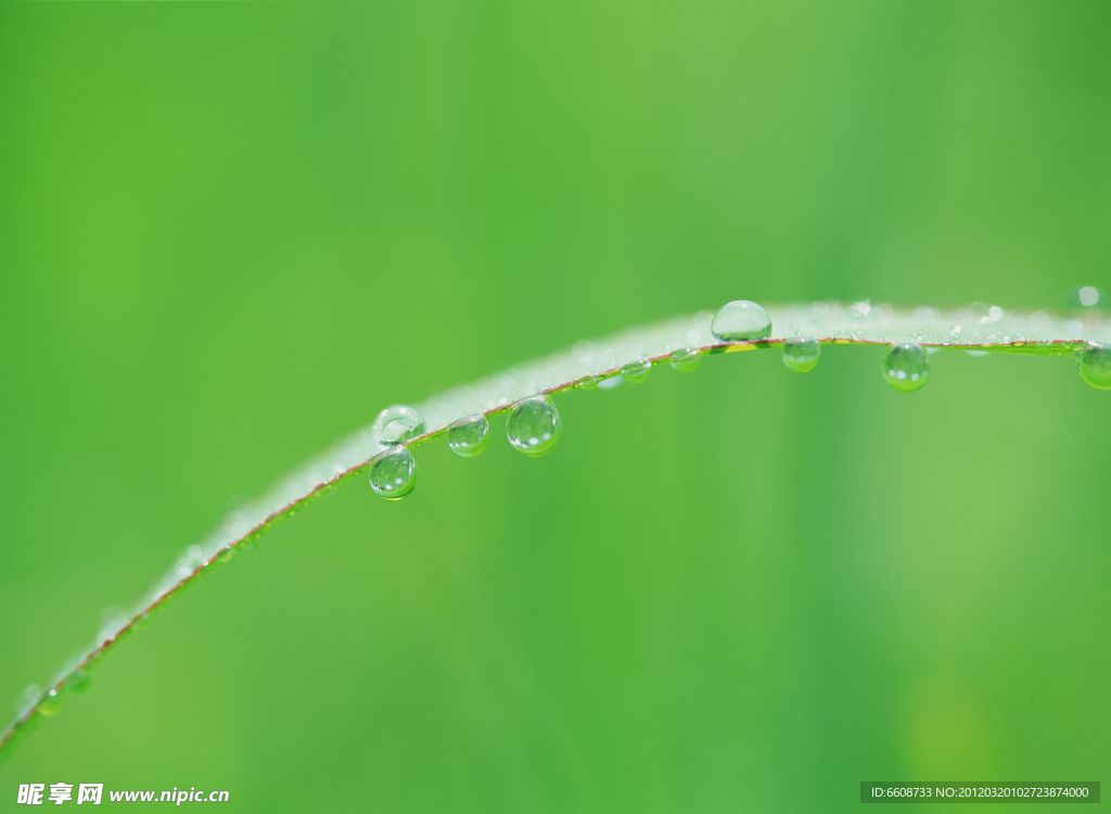 清晨露水