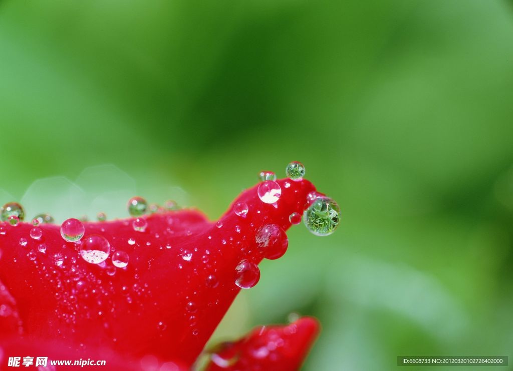 花瓣上的水珠