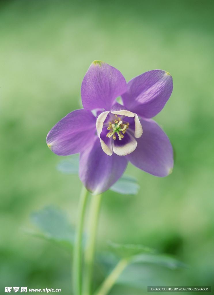 美丽鲜花