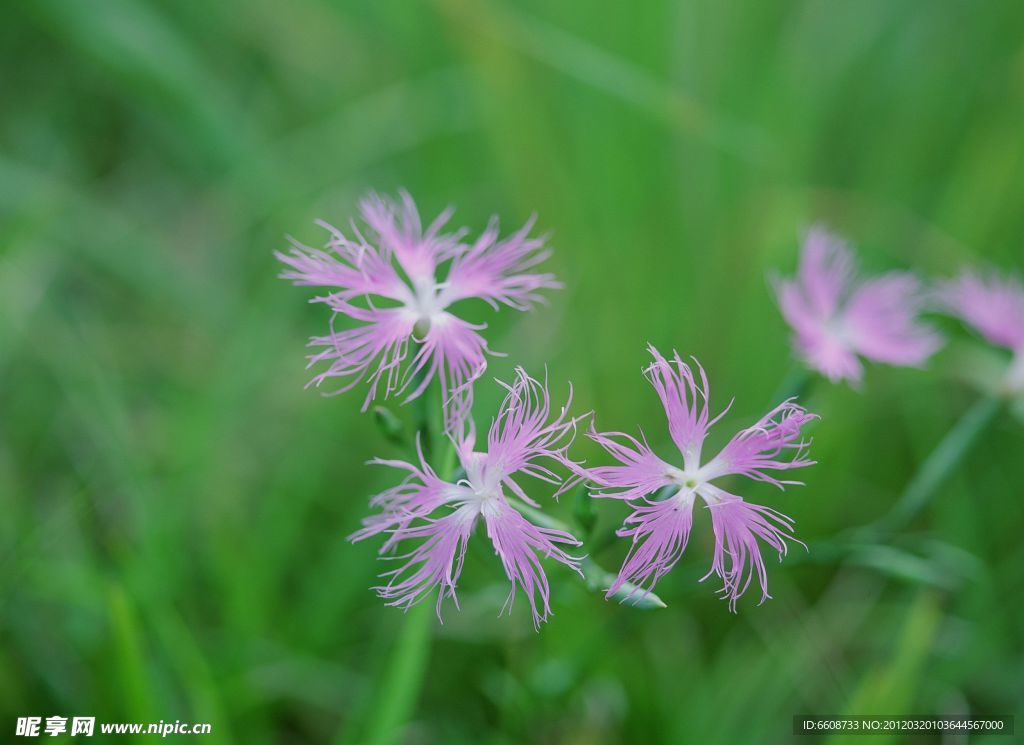美丽鲜花