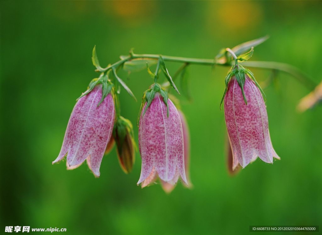 美丽鲜花
