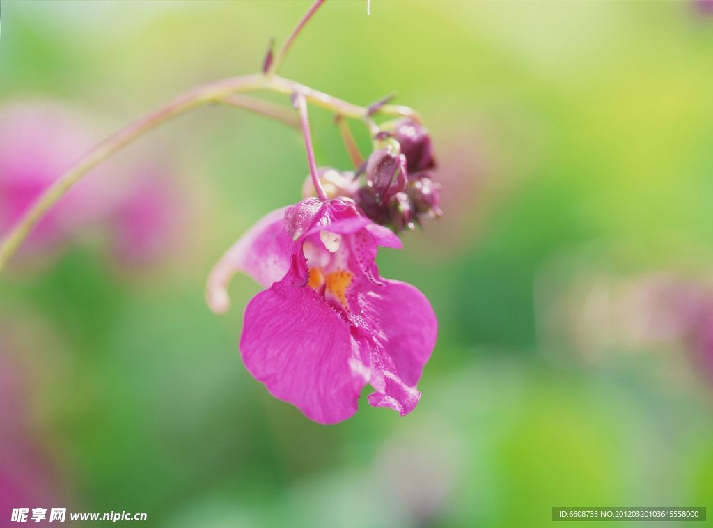 美丽花草