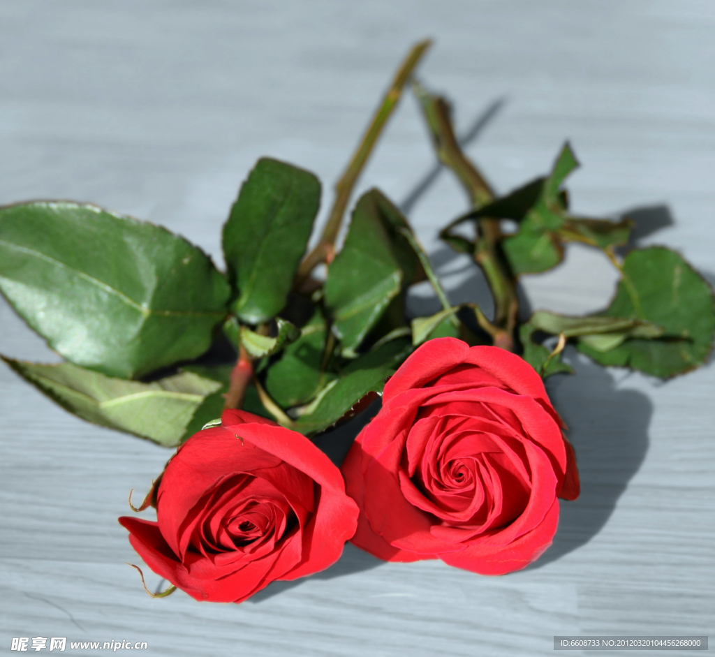 玫瑰花