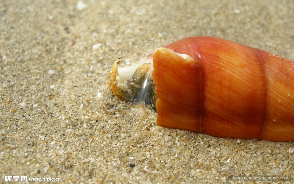 海螺特写