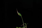 新生野花新芽