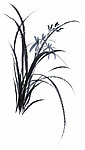 水墨 兰花