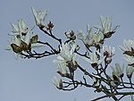 木兰花