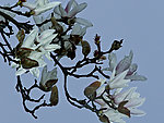 木兰花