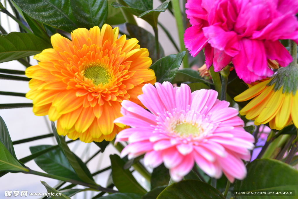 菊花