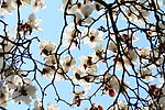 玉兰花图片