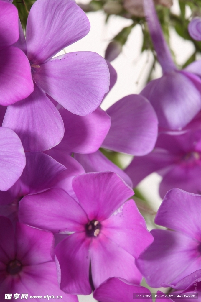 丁香花