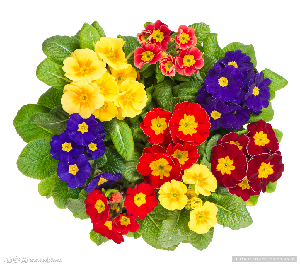 四色蝴蝶花