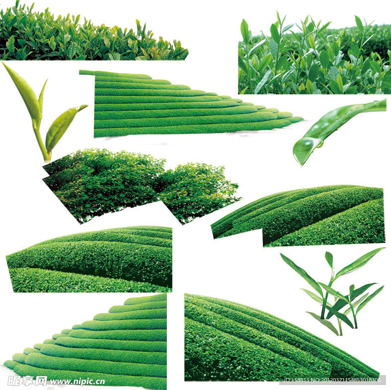 茶树 叶子