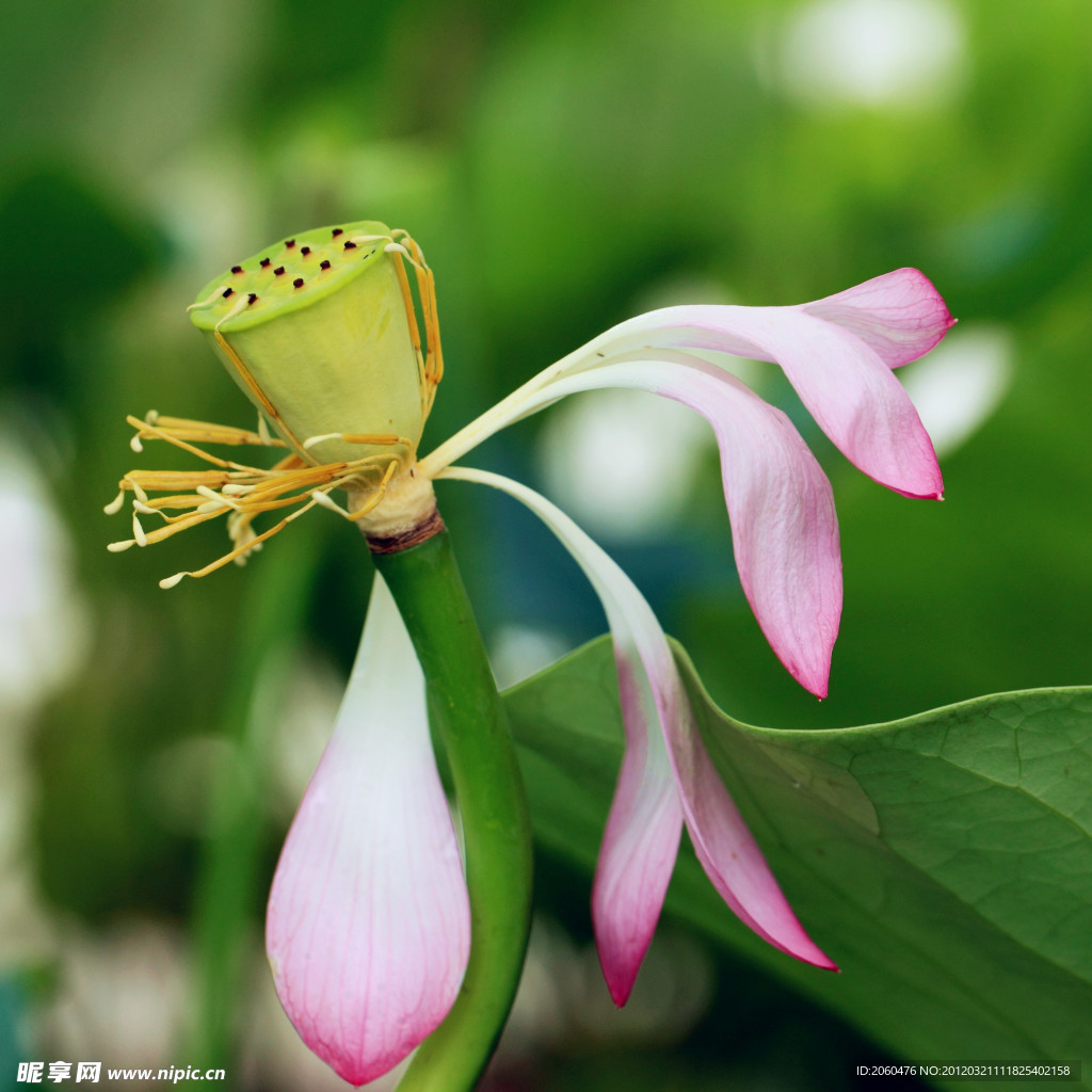 荷花