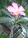 沙漠玫瑰