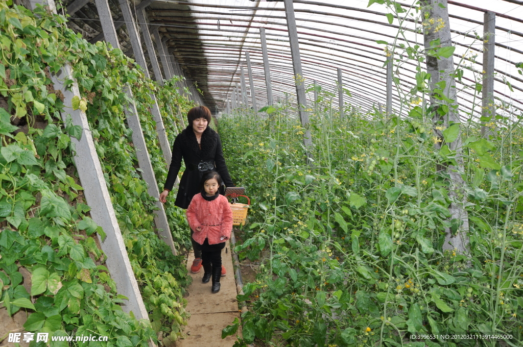 温室大棚蔬菜大棚西红柿