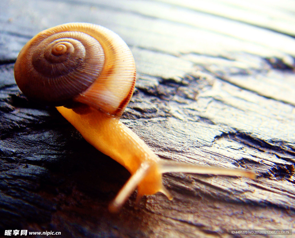 旅行的蜗牛