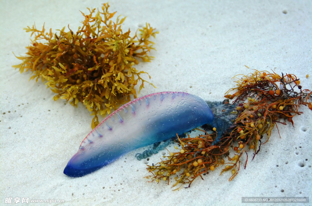 海洋鱼类生物