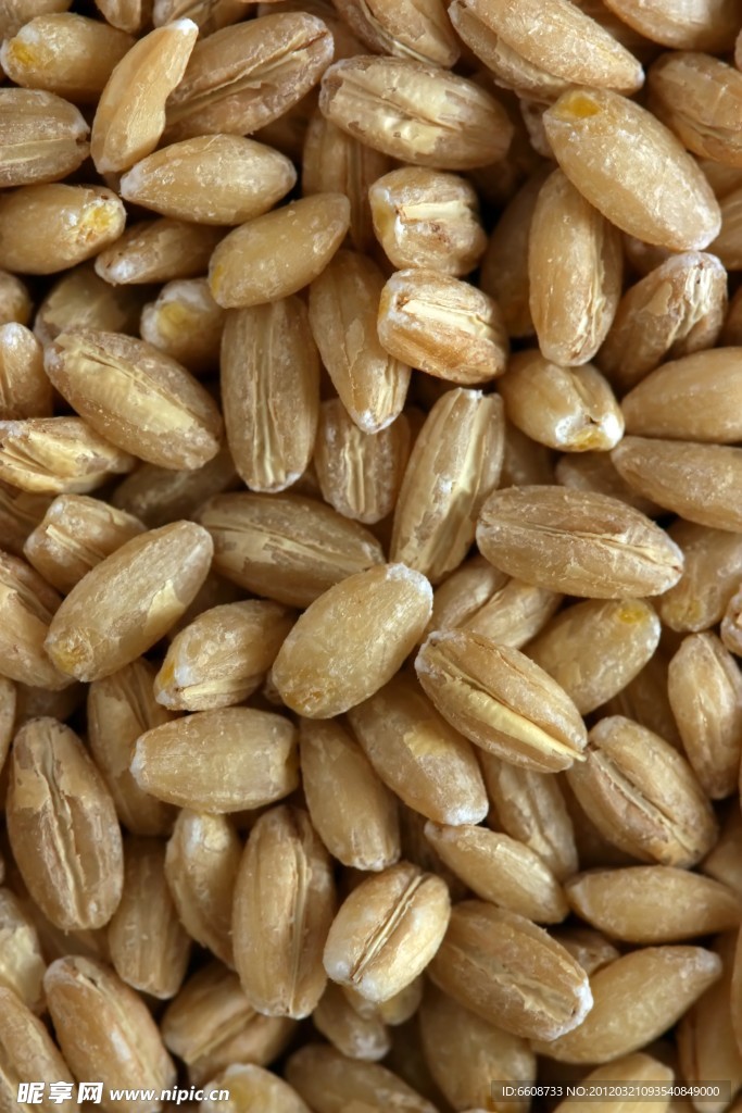 果仁食物