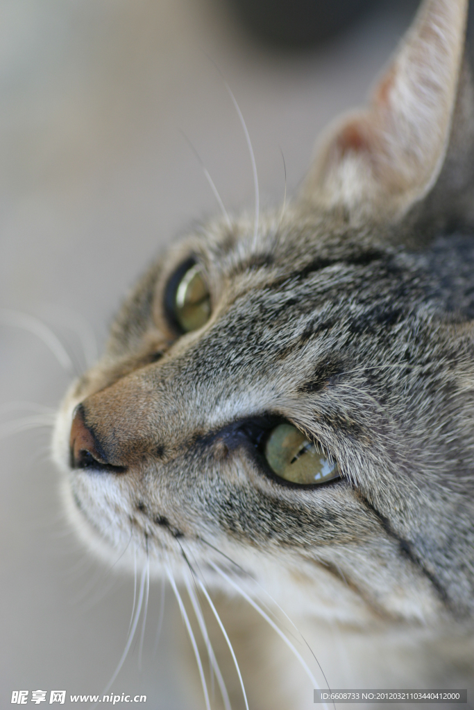 可爱小猫