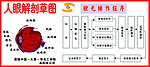 眼球解剖图