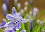 西兰花