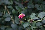 马英花
