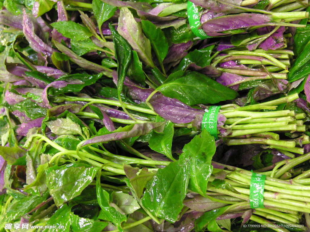 紫贝菜沙拉菜水培大棚图片素材-编号28925001-图行天下