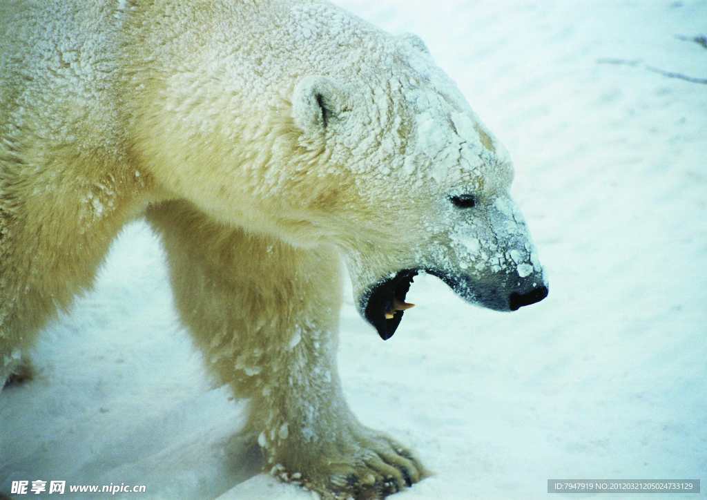 风雪中的北极熊